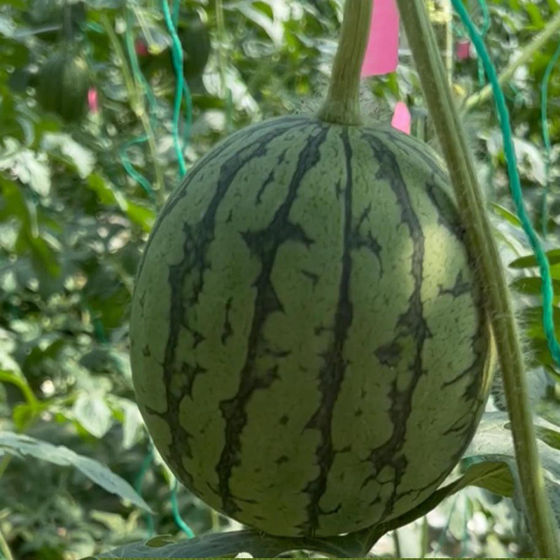 The 2K watermelon seed seed seed Gamei 4k ultra - sweet high yield ...