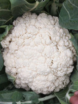 Green-stemmed pine cauliflower seeds organic cauliflower seed broccoli seeds scattered cauliflower early and heat-resistant autumn sowing