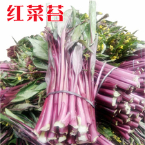 Red cabbage Moss seed seed seed seed vegetable garden balcony potted autumn Four Seasons sown vegetable seed Garden