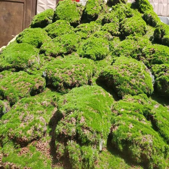 Moss plant seeds water-absorbing stone rockery water stone bonsai grass four seasons fresh moss seed moss spore powder