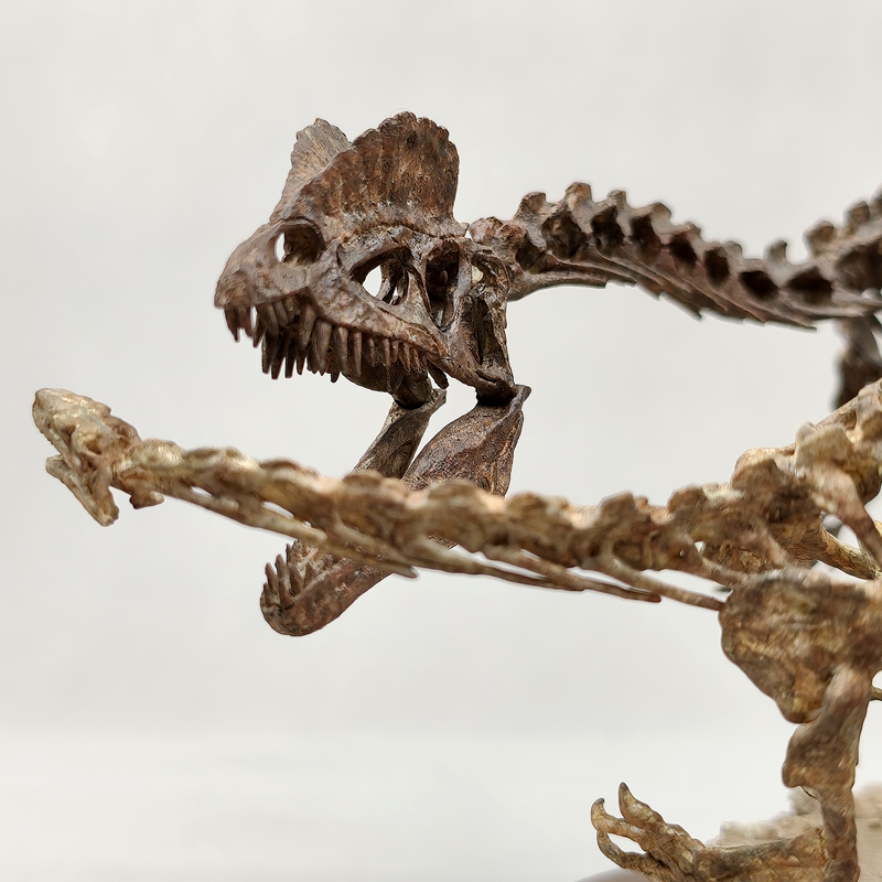 【Cichlidamorph Manufacturing】Hand-Carved Model of a Double-Spined Dragon Hunting Scene Skeleton Dinosaur 【Cichlidamorph Manufacturing】Hand-Carved Model of a Double-Spined Dragon Hunting Scene Skeleton Dinosaur
