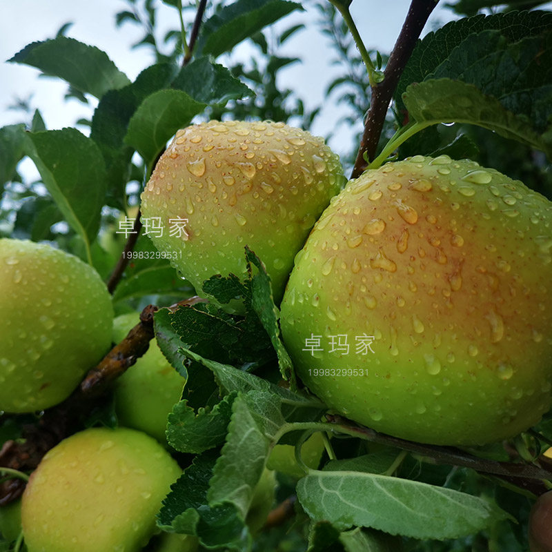 卓玛家小金土特产