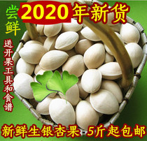 2020 white fruit new fresh premium raw white fruit ginkgo biloba fruit 5-piece tool recipe Tancheng silver