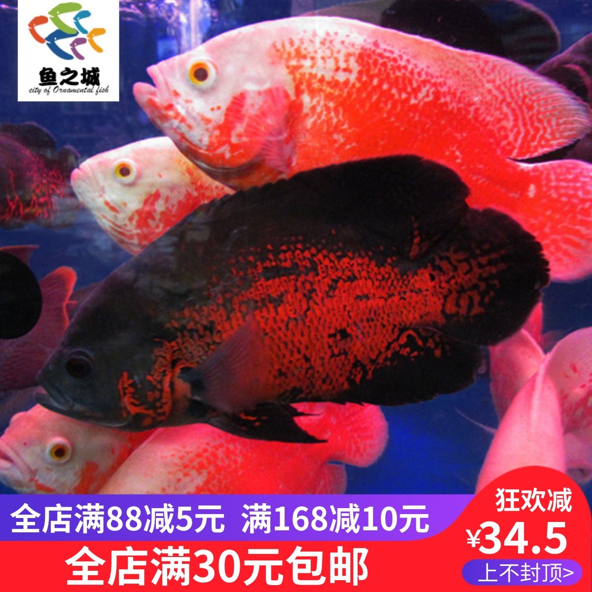 Map Fish Map Fish Living Map Fish Fry Living Map Fish Living Large Black Map White Map Fish-Taobao