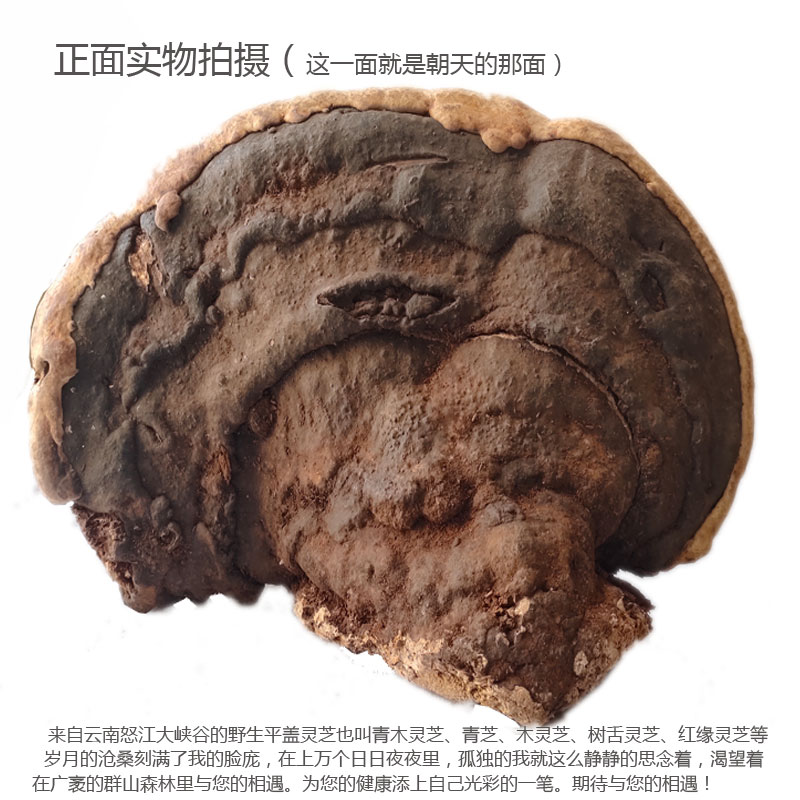 Authentic wild Ganoderma Lucidum Flat cover Ganoderma lucidum Tree tongue Ganoderma Lucidum No 115 weighs 2 4 pounds 