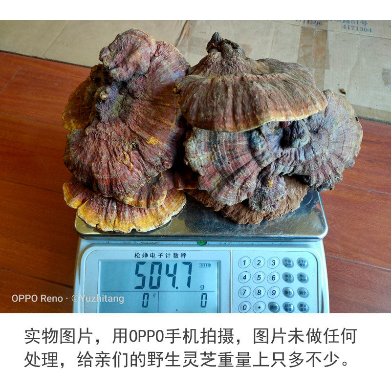 Семь диких ганодермий. JPG