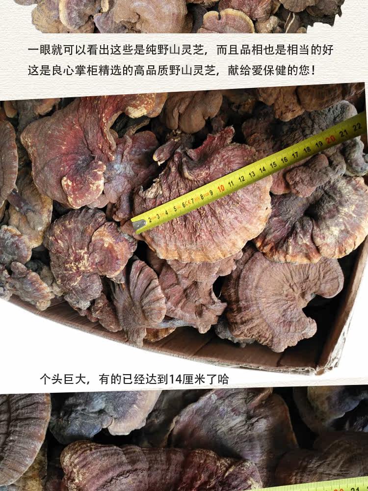 Дикая ганодерма 10 1_03.jpg