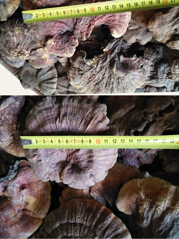 Дикая ганодерма 10 1_04.jpg