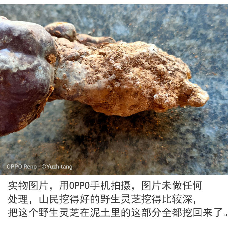 Wild Ganoderma Seven 4.jpg