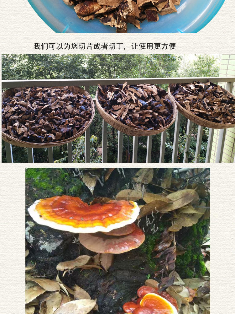 Wild Ganoderma 10 1_08.jpg
