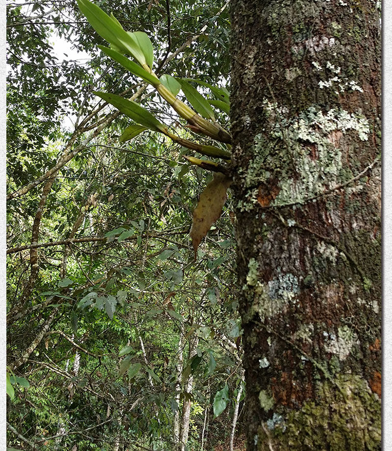 Описание Ganoderma 1_11