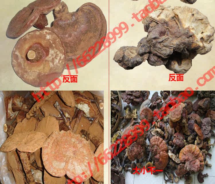 Ganoderma description_03