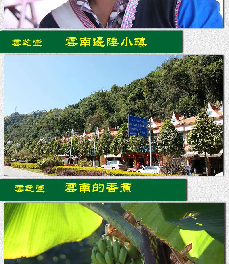 Описание Ganoderma 1_16