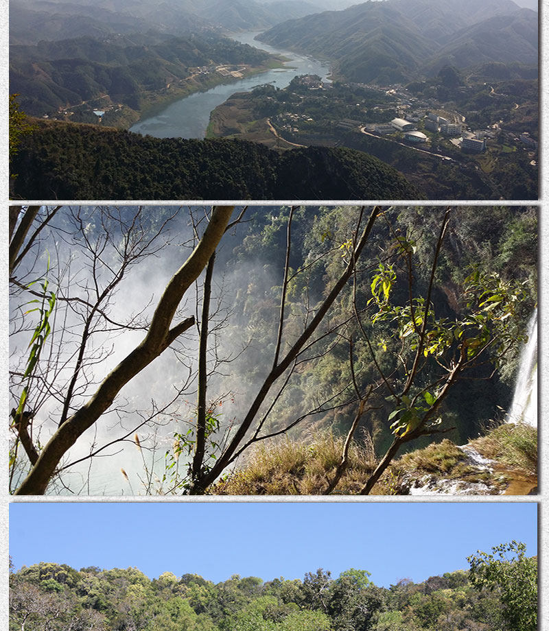 Описание Ganoderma 1_08