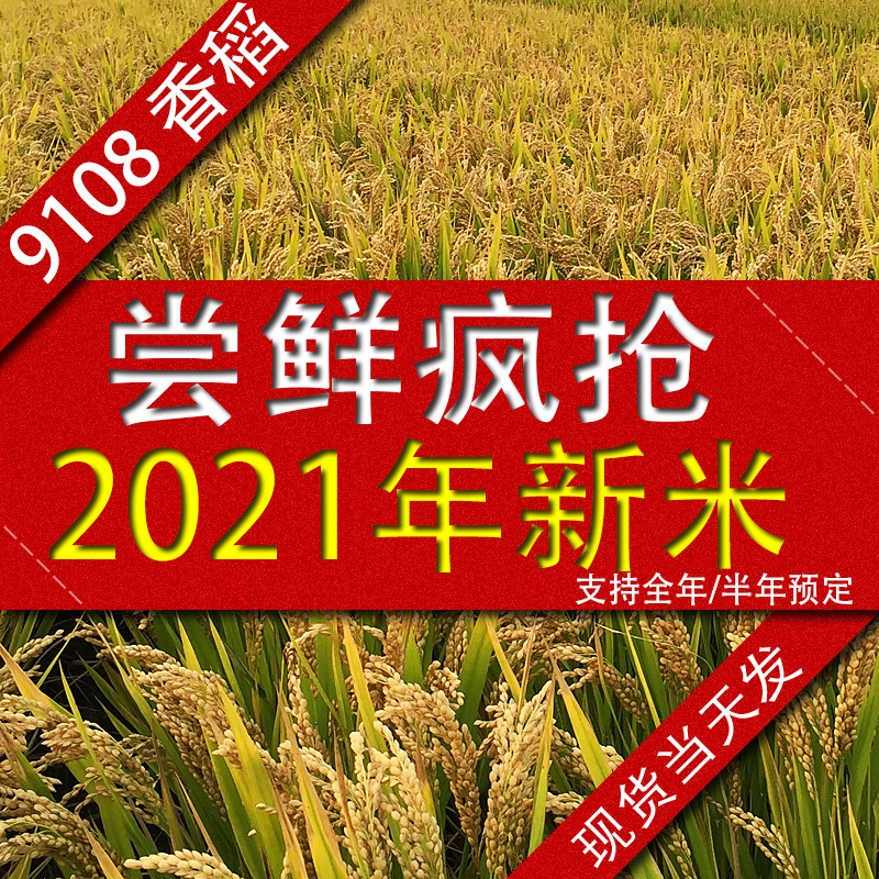 2021 New Valley Xinmi Heuming Valley South Glutinous Rice 9108 Rice 10KG Stalk Rice Squared Strong Farm 20 Catty Glutinous Rice