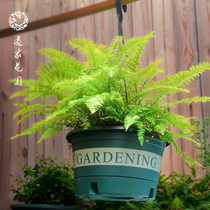 Yijia Garden hanging plastic creative gallon chlorophyll flower pot Green Dill Ivy hanging automatic suction hanging pot