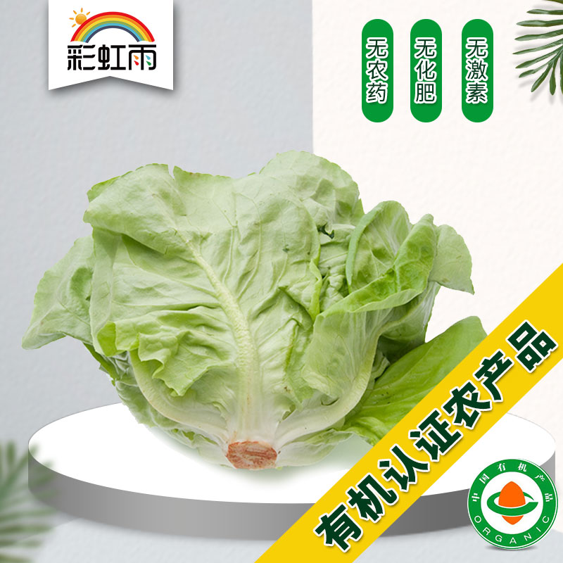 Beijing-Tianjin-Hebei Manbai Organic Vegetables Italian Cream Lettuce 250g Rainbow Rain Farm Delivery