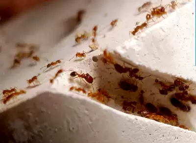 皮氏大头蚁 Pheidole Pieli 拍前请咨询