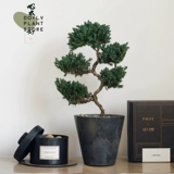 Dolv Dolv Droou Green Five -Story Tagari Nicheyls, образуя японскую свежую внутреннюю мебельную студийную завод