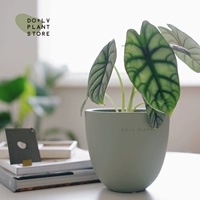 Алоказия White Rhino + авокадо в яичной скорлупе (доставляется после посадки)