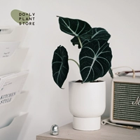 Black Swan Алоказия+Нефун-С Ньюфаундленд (Чистый Белый)