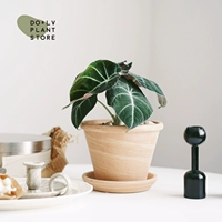 Черный лебедь Алоказия + Хегги Цветная глина и белая керамика 17 цветочных горшков