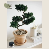 Dolv Dolv Droou Green Five -Story Tagari Nicheyls, образуя японскую свежую внутреннюю мебельную студийную завод