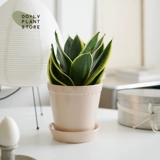 DOLV Фасоль Зеленая Ланонг Лотос Орхидея Коротколистная Пномпень Сансевиерия Комнатная атмосфера Домашние горшечные теневыносливые растения