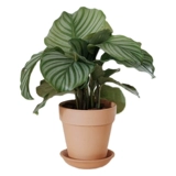 DOLV Фасоль Зеленая Куяба Зеленое яблоко 𬞟Фрукты Аррорут Домашний рабочий стол в скандинавском стиле Зеленые растения в горшках Свежие растения