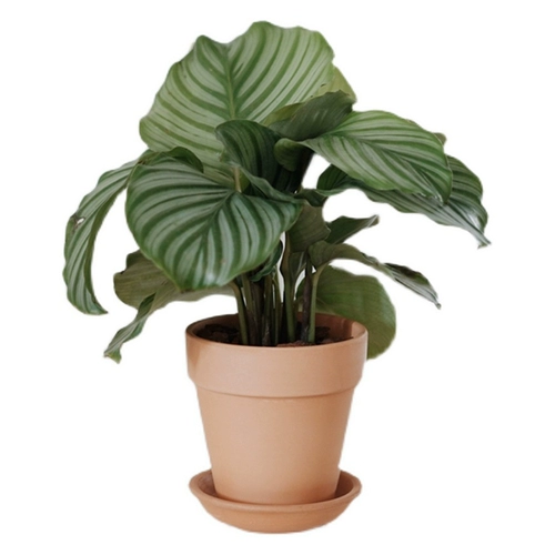 DOLV Фасоль Зеленая Куяба Зеленое яблоко 𬞟Фрукты Аррорут Домашний рабочий стол в скандинавском стиле Зеленые растения в горшках Свежие растения