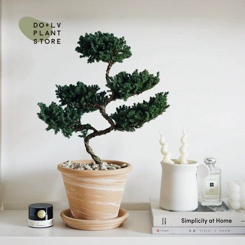 Dolv Dolv Droou Green Five -Story Tagari Nicheyls, образуя японскую свежую внутреннюю мебельную студийную завод