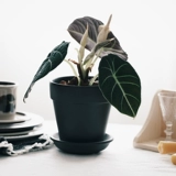 DOLV Фасоль Зеленый Черный Лебедь Алоказия Nordic ins Зеленое растение Теневыносливое растение Настольное растение Горшечное растение Бархатная текстура