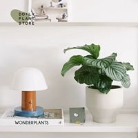 S Green Apple 𬞟фрукты + Светло-серый рис Travel (посажен и отправлен)