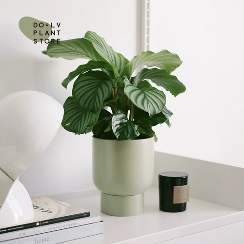 DOLV Фасоль Зеленая Куяба Зеленое яблоко 𬞟Фрукты Аррорут Домашний рабочий стол в скандинавском стиле Зеленые растения в горшках Свежие растения