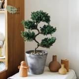 Dolv Dolv Droou Green Five -Story Tagari Nicheyls, образуя японскую свежую внутреннюю мебельную студийную завод