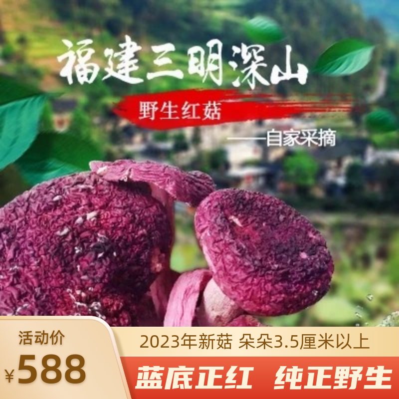 New Special Grade Fujian Sanming Wild Authentic Blue Bottom Red Mushroom Specialty Dry Goods 500g