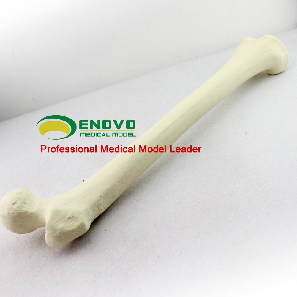 ENOVO颐诺仿真股骨模型生物力学Sawbone人工皮质骨松质股骨模型