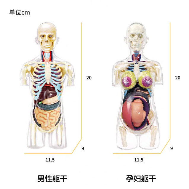 Spot 4D Master Half Body Human Model Medium Version Disassembly and Assembly Internal Organ Transparent Model 37 Components