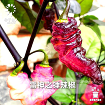 Seed Hunters Thunder Gods Hammer Chili Seeds Candy Color Open Pollination Imported Heirloom potted plant Balcony Planting