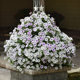 Imported hanging petunia seeds light wave waves four seasons spring sowing flower seeds indoor balcony potted flower seeds