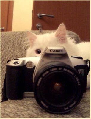 Snapcat的LOGO