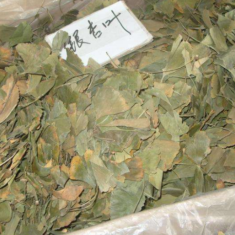 Ginkgo biloba leaves 5 catties, ginkgo leaves, Chinese herbal medicine market supply, 500g, 10 yuan