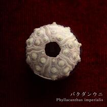 Japan Sola Cube Original Clothing Import Sea Urchin Shell Specimen Creative Tabletop Pendulum sea urchin bone resin specimen