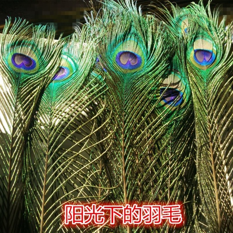 Home Decoration Ornaments Peacock Feathers Pure Natural Real Peacock Feathers Vase Decorations Peacock Tail Feathers Wedding Feathers
