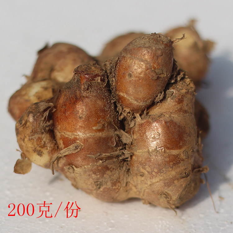 Fojuct fresh sand ginger Zhengzong Mao name Tennay Sanai Lai Shaginger Ginger White Cut Chicken Coconut Chicken Pork Footed Ingredients
