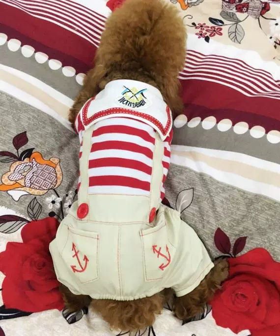 Teddy quần áo mùa xuân và mùa thu thú cưng mùa xuân quần áo bốn chân cún con hơn gấu con chó quần áo mèo quần áo mèo quần áo phần mỏng - Quần áo & phụ kiện thú cưng quần áo cho chó mèo