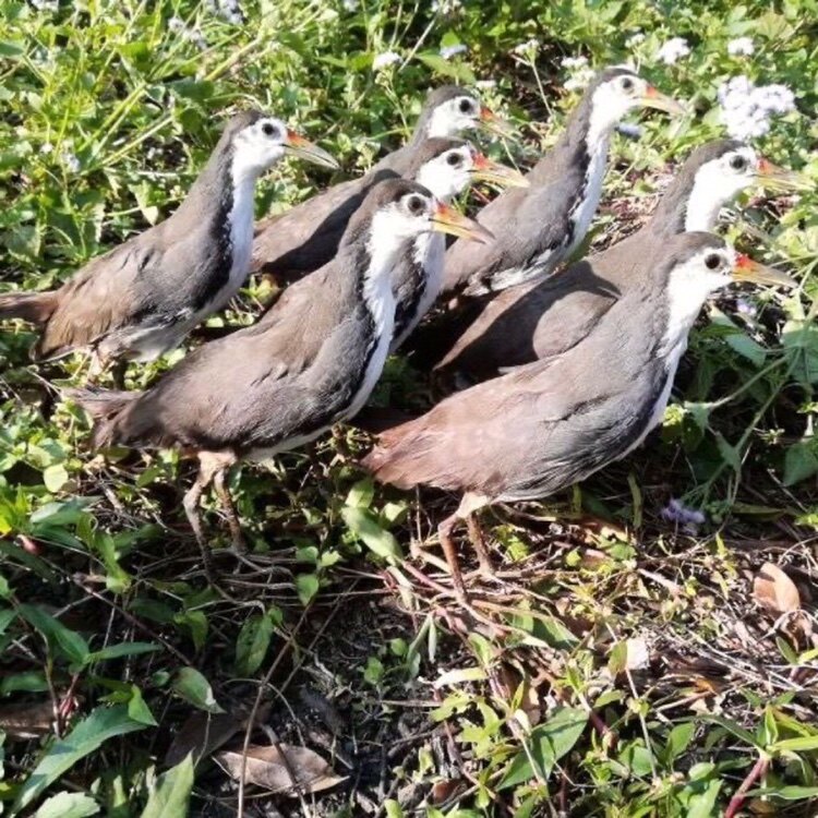 Special offer model white-faced water chicken fake media water chicken model white-faced water chicken model fake media outdoor supplies decoration decoration