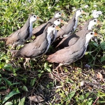 Special price model white face water chicken fake matchmaking chicken model white face water chicken model fake media outdoor supplies swing piece decoration