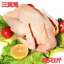 Triple Yellow Chicken Frozen Farmhouse Loose Earth Chicken Fresh Now Kill Quick Quick and Frozen Whole White Strip Boy Chicken 1KG