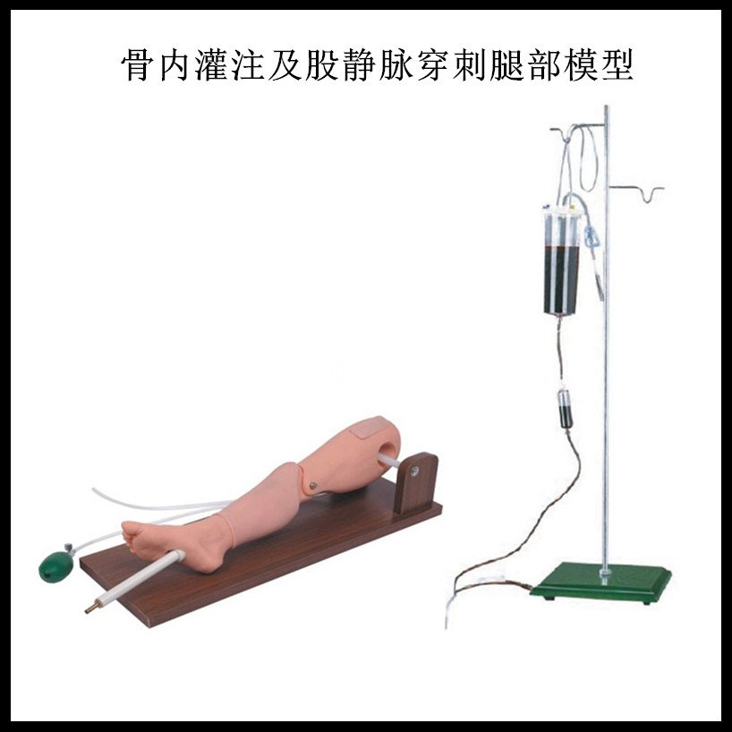 骨内灌注及股静脉穿刺腿部模型
